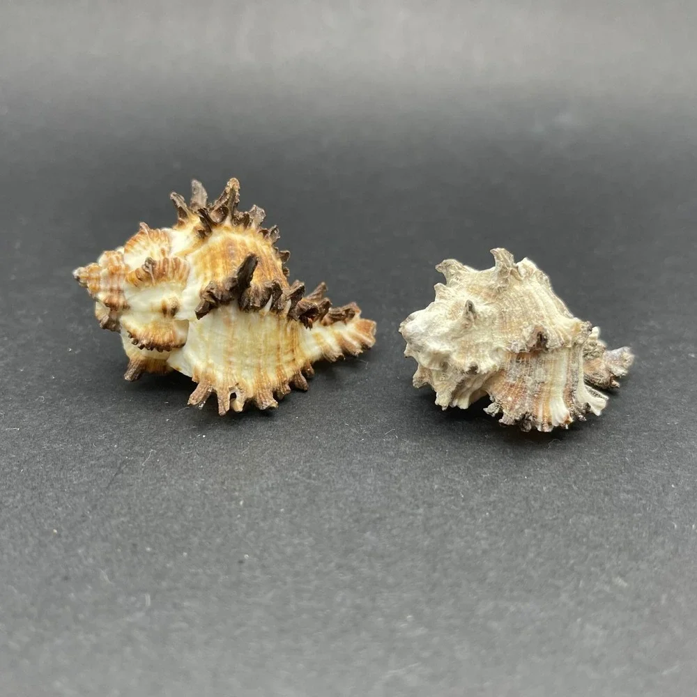 Vintage Lot of 4 Seashells Apple Murex and Murex Radix‎ Shells Approximately 2